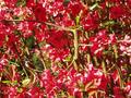 corner pink bush with bird.jpg